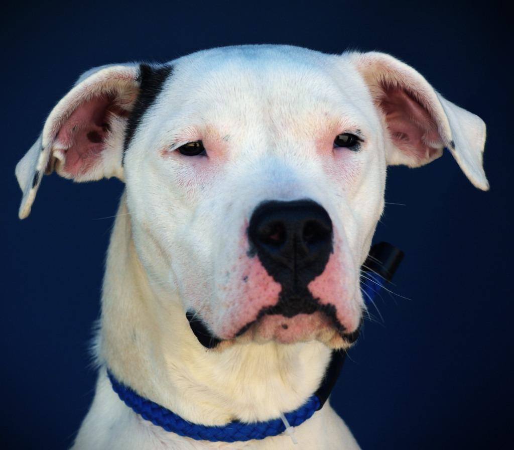 Kitana, Adoptable, Adult Female Boxer & Mixed Breed.