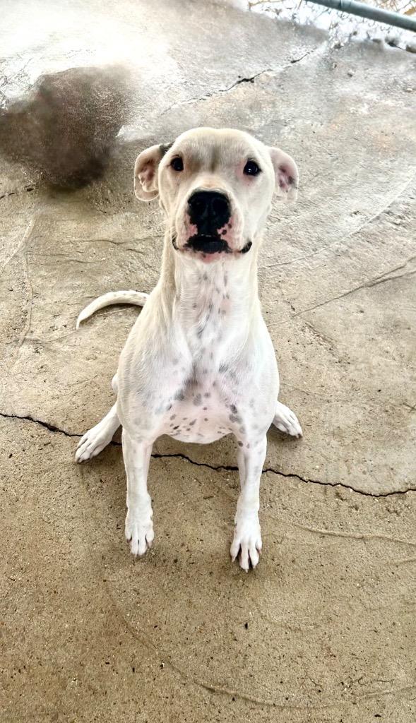 Enlarge Kitana, a Adoptable mixed breed in Denham Springs, LA image 2/2