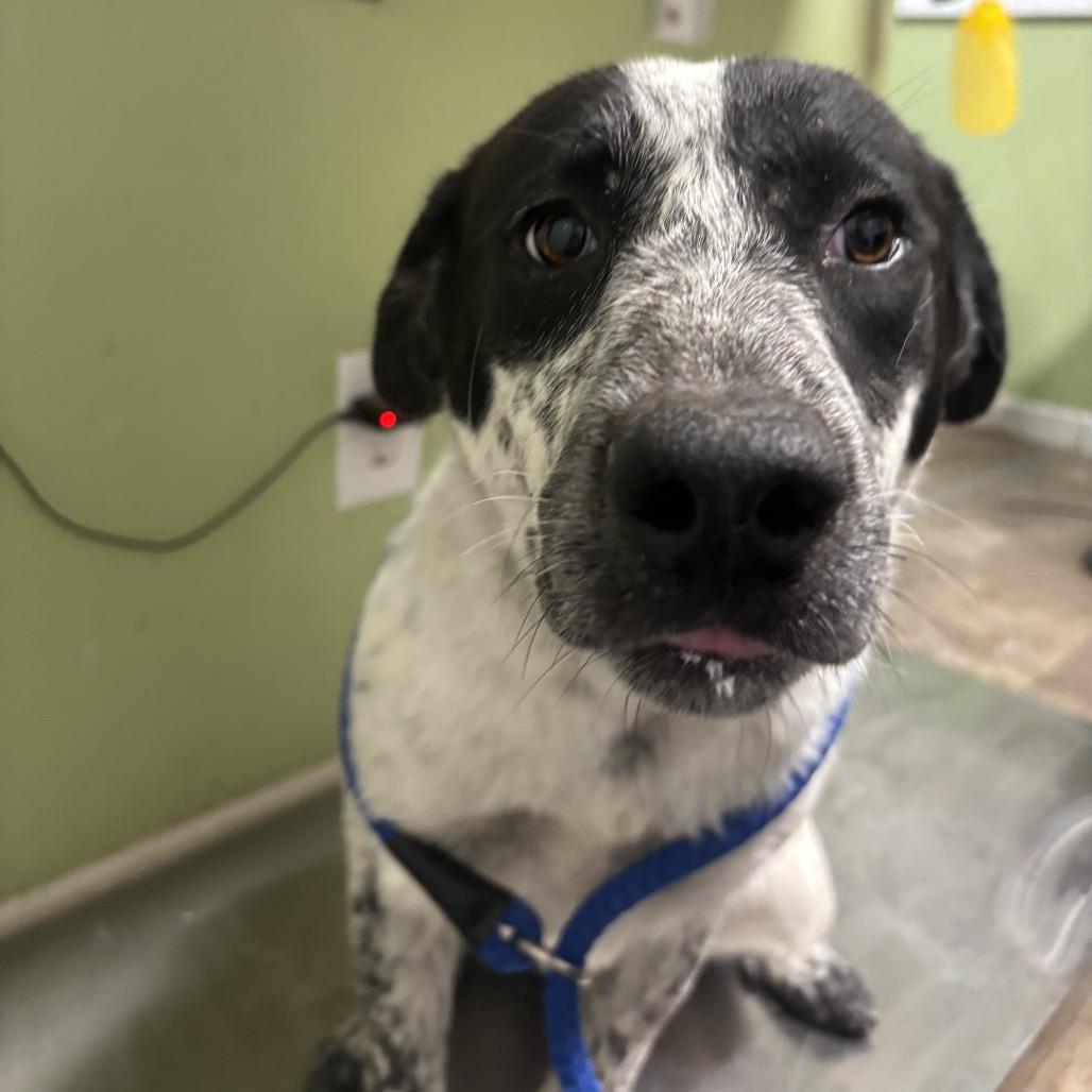 Sofie, Adoptable, Adult Female Australian Cattle Dog / Blue Heeler & Mixed Breed.