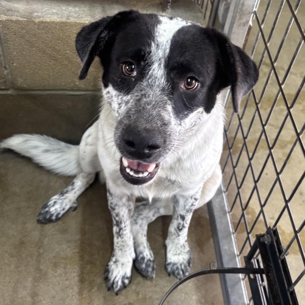 Sofie, Adoptable, Adult Female Australian Cattle Dog / Blue Heeler & Mixed Breed.