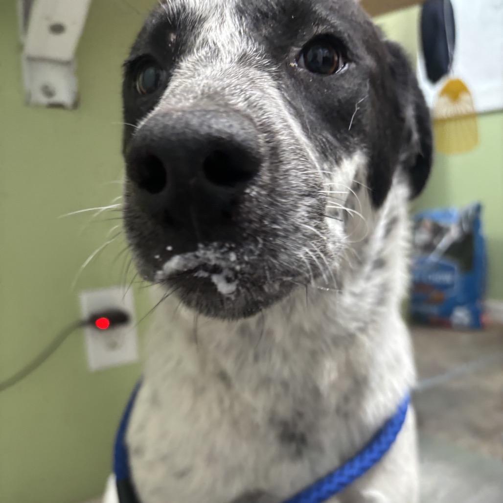 Enlarge Sofie, a Adoptable mixed breed in Floresville, TX image 4/5