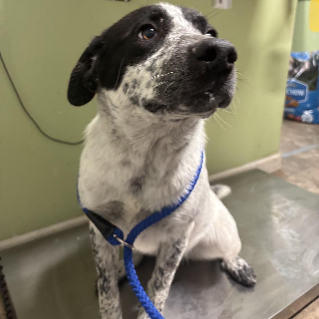 Enlarge Sofie, a Adoptable mixed breed in Floresville, TX image 5/5