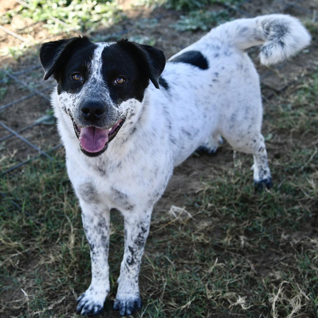 Enlarge Sofie, a Adoptable mixed breed in Floresville, TX image 6/6