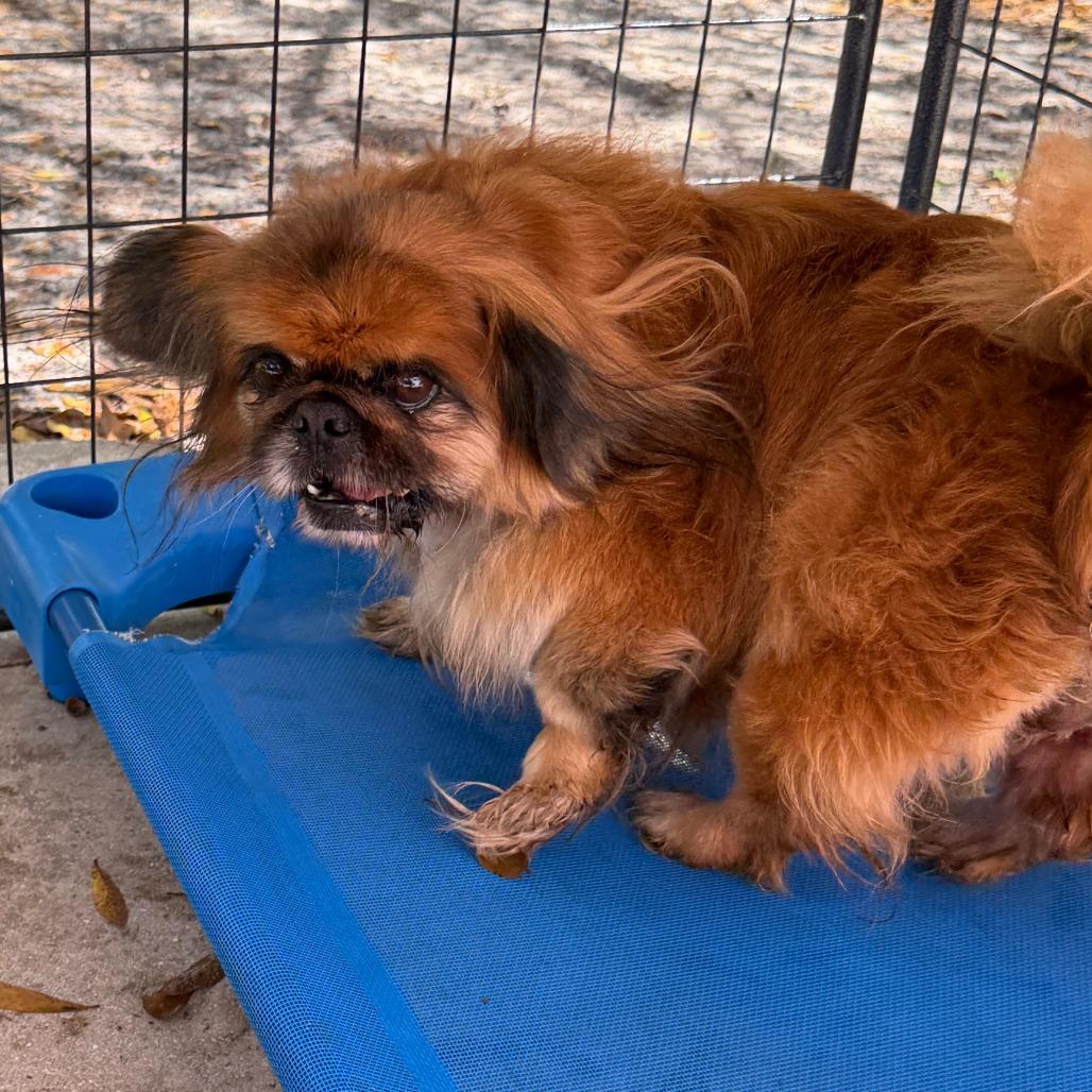 Bruno, Adoptable, Senior Male Pekingese.