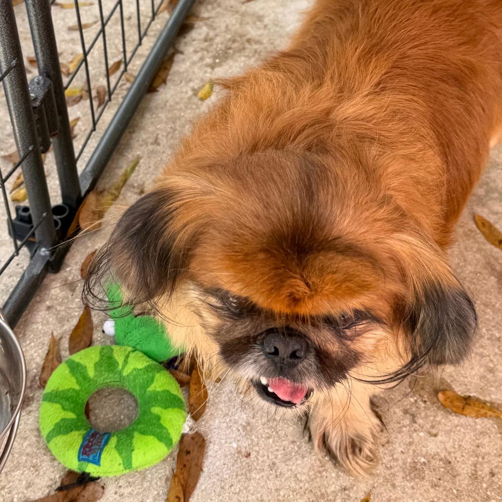 Enlarge Bruno, a Adoptable Pekingese in North Port, FL image 2/3
