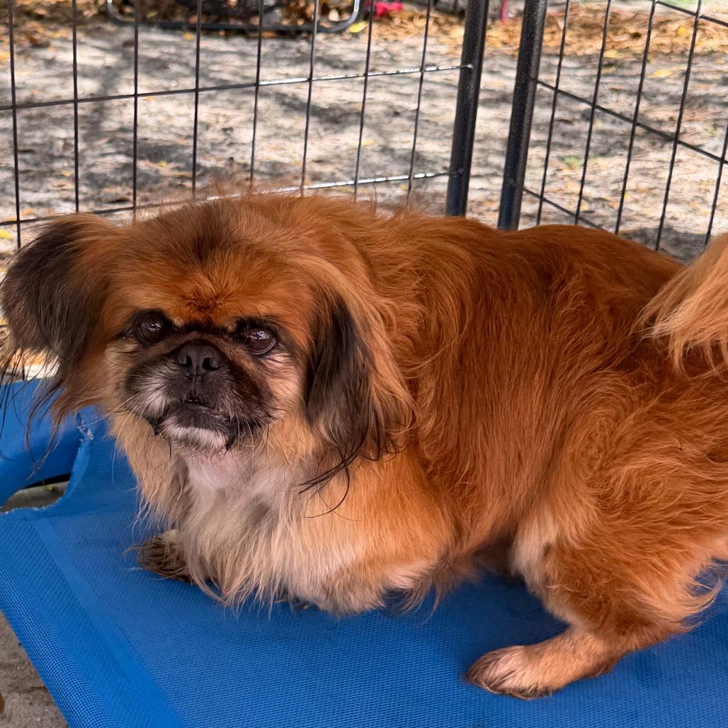 Enlarge Bruno, a Adoptable Pekingese in North Port, FL image 3/3