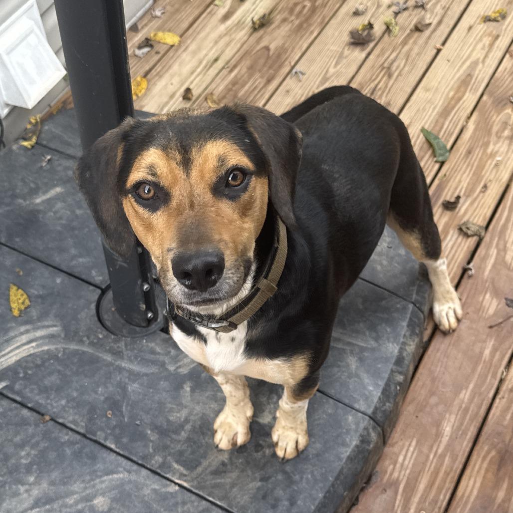 Gee*, Adoptable, Young Male Beagle & Border Collie.