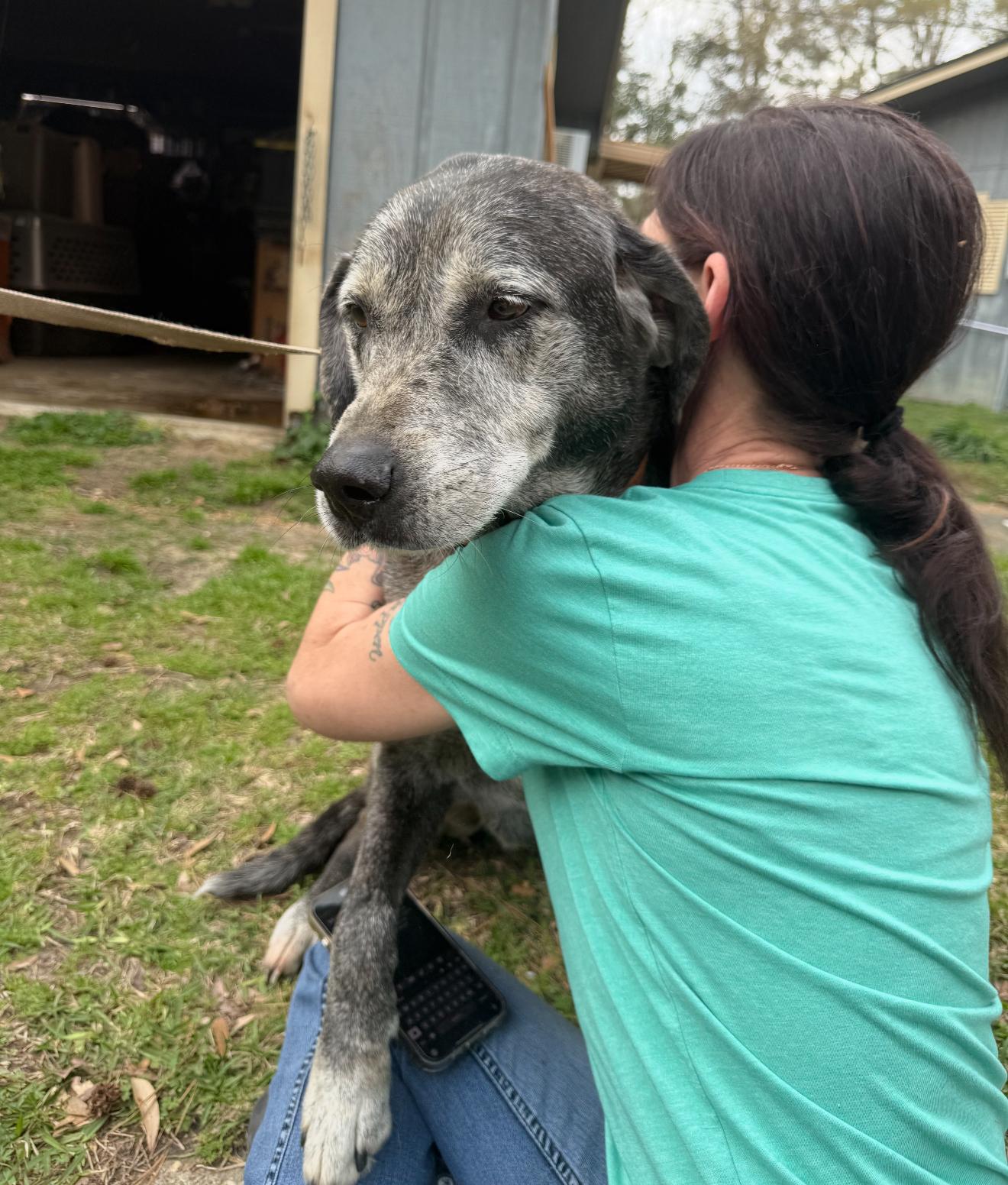 Wolfie, a Adoptable mixed breed in Leesville, LA image 5/6