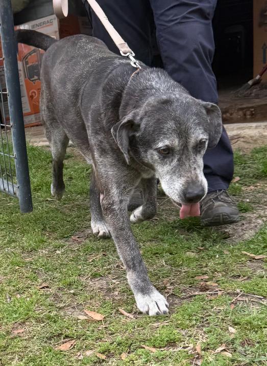 Wolfie, a Adoptable mixed breed in Leesville, LA image 6/6