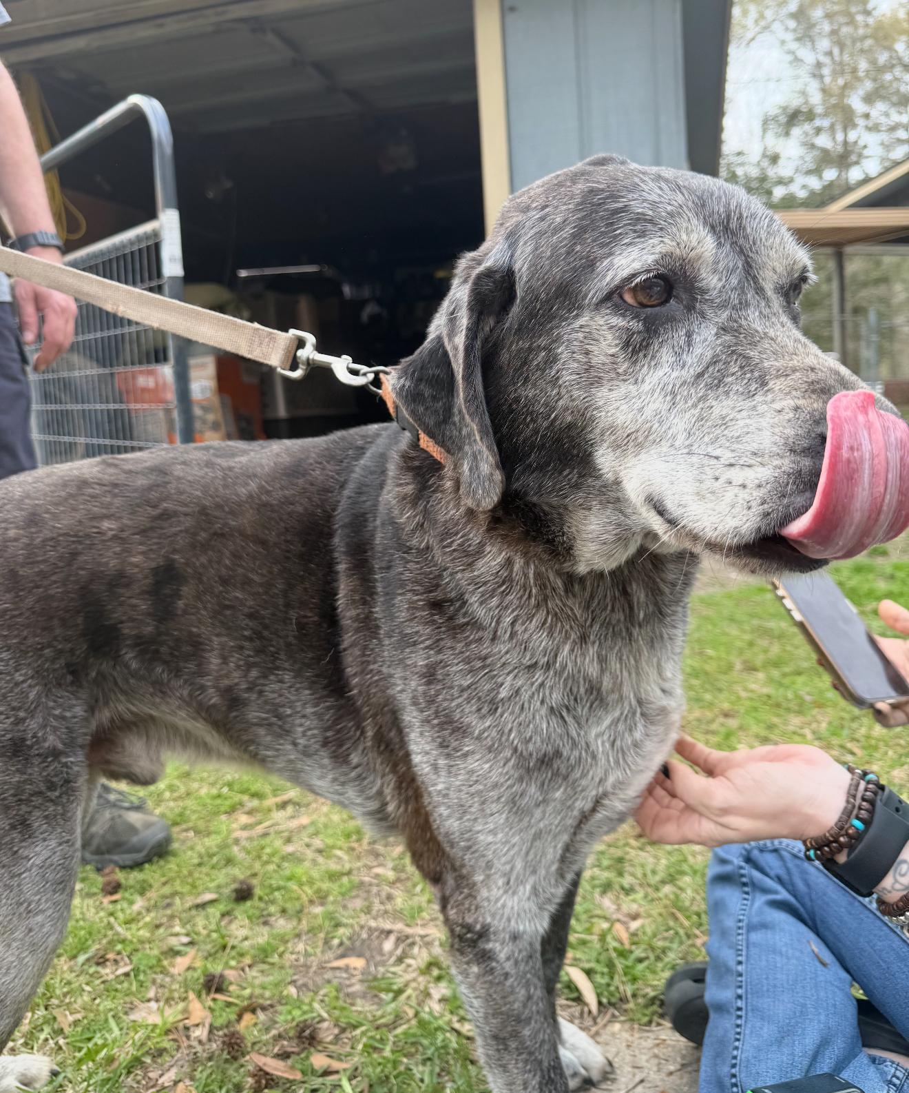 Wolfie, a Adoptable mixed breed in Leesville, LA image 2/6