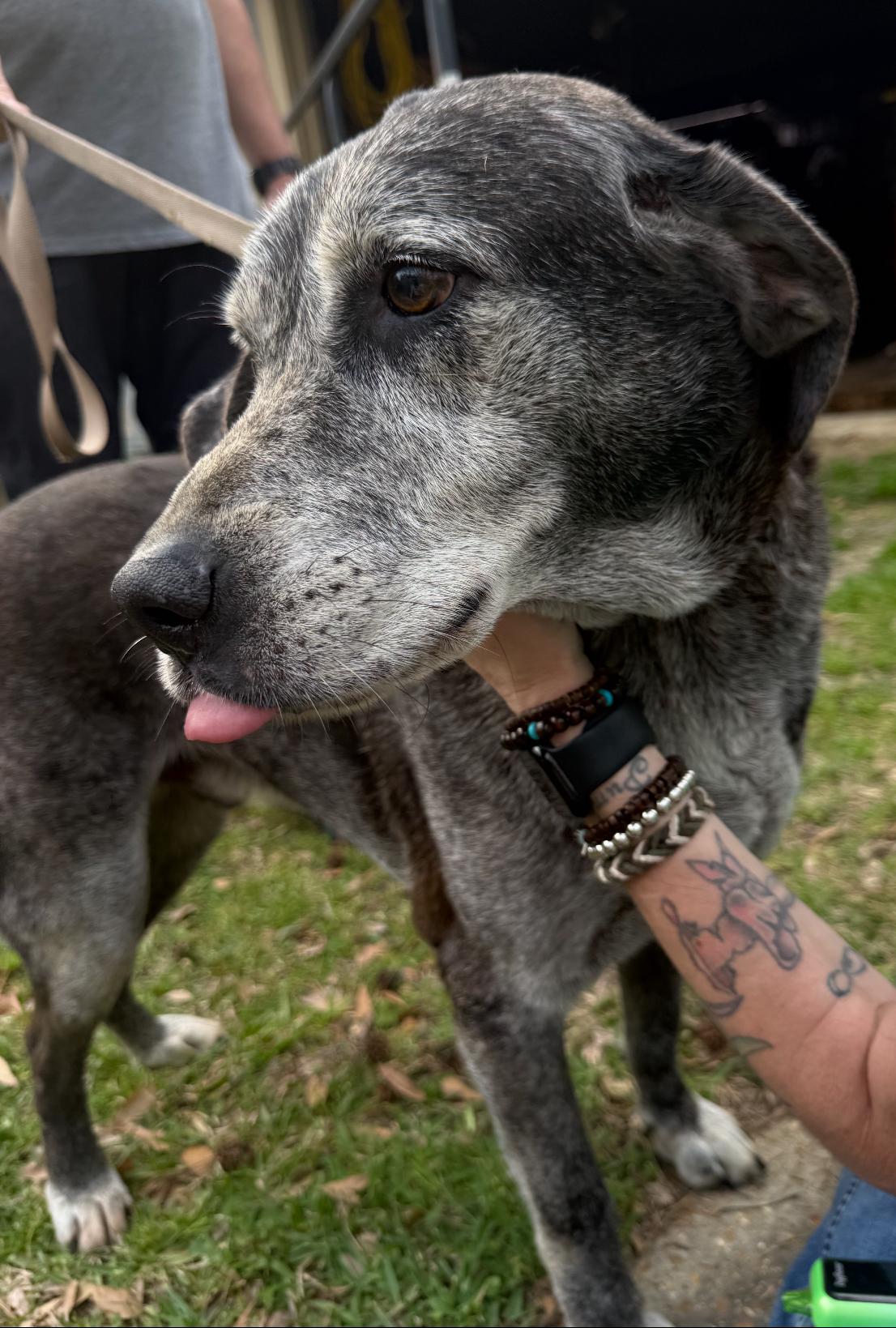 Wolfie, a Adoptable mixed breed in Leesville, LA image 3/6