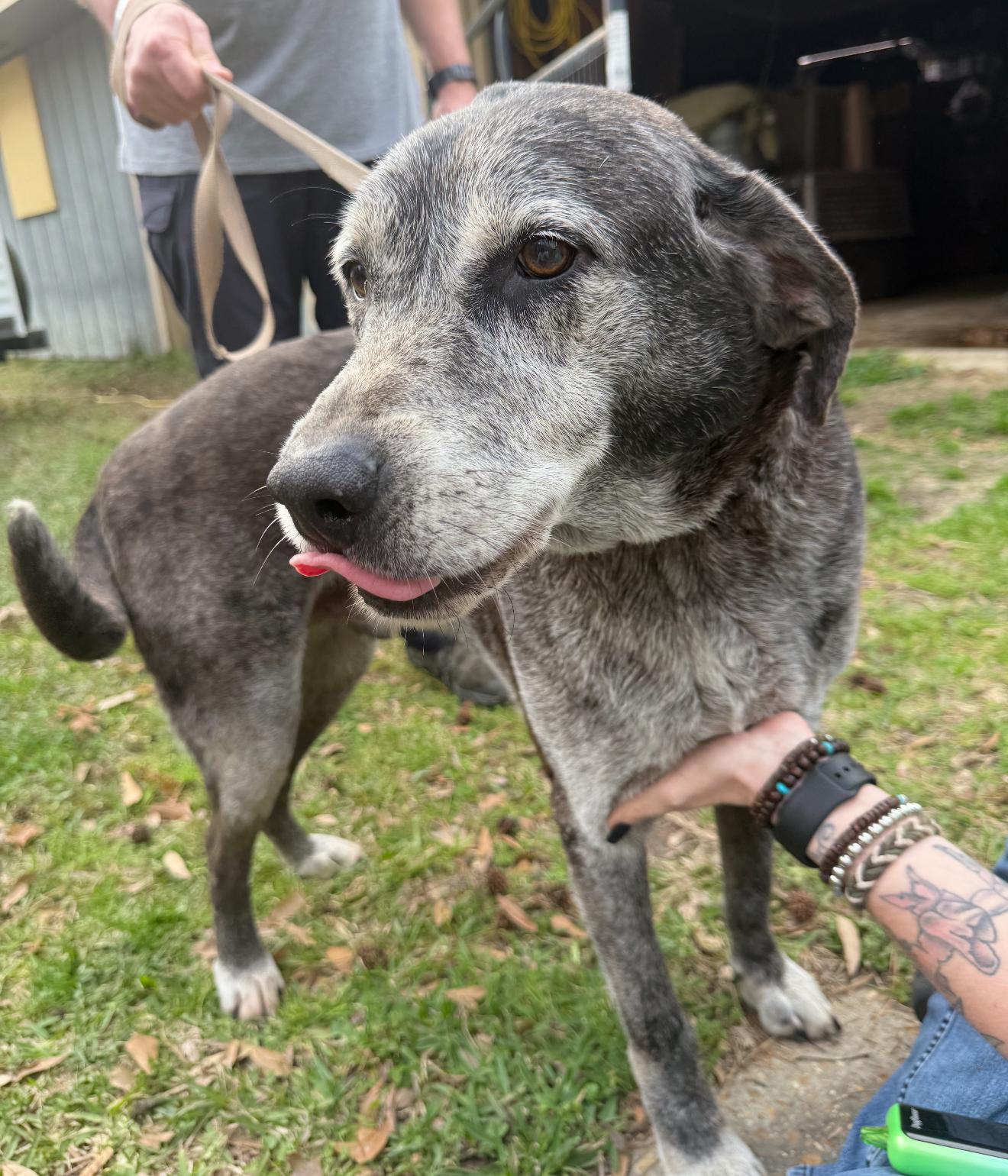 Wolfie, a Adoptable mixed breed in Leesville, LA image 4/6