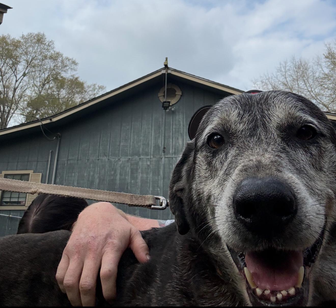 Wolfie, a Adoptable mixed breed in Leesville, LA image 1/6