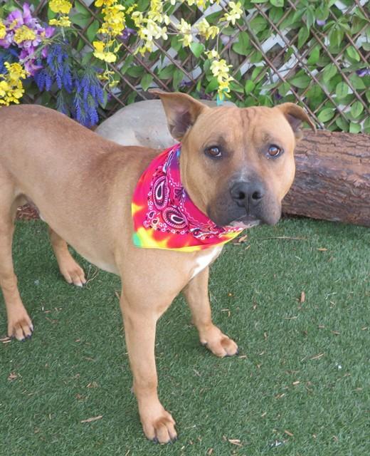 Enlarge REX, a Adoptable mixed breed in Oklahoma City, OK image 1/1