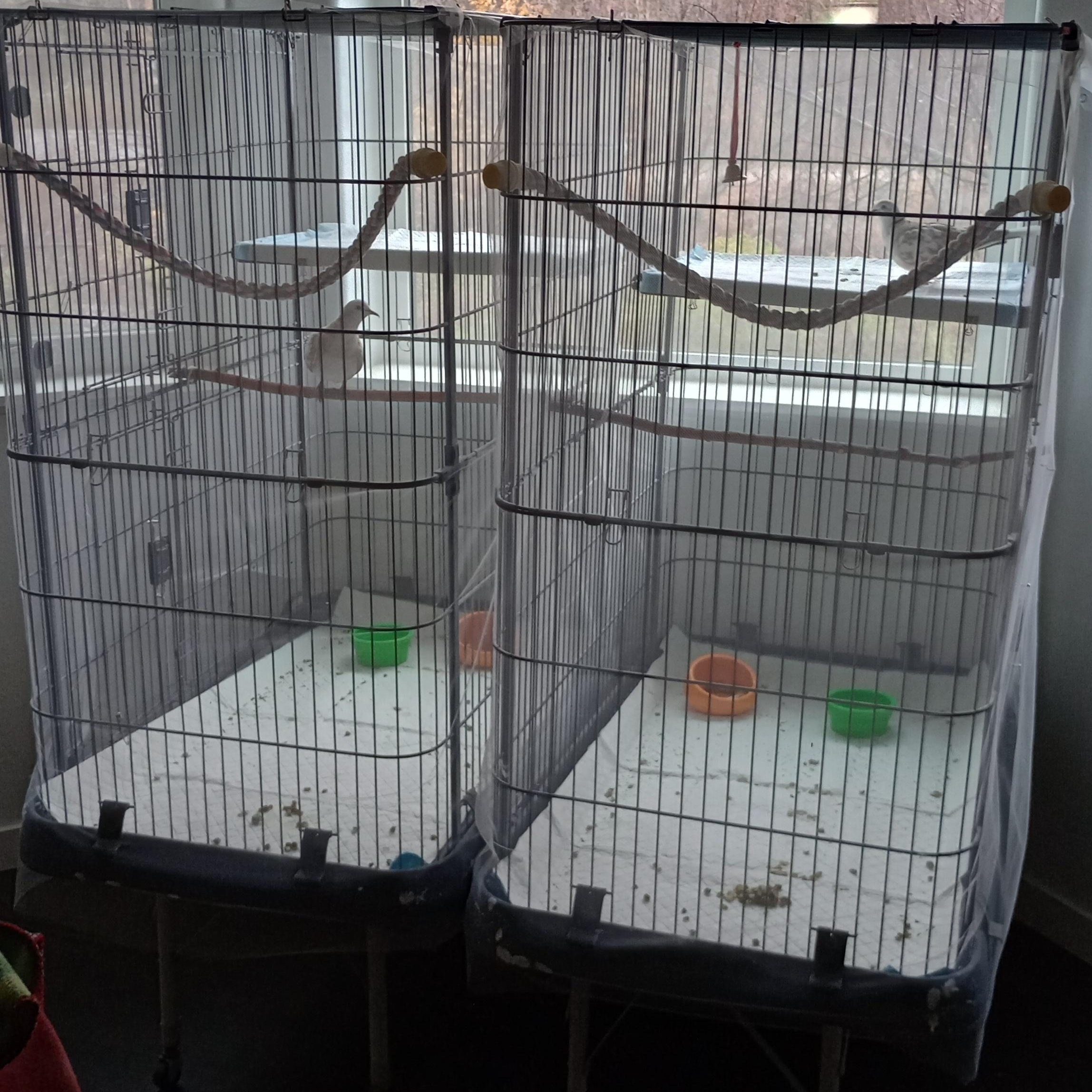 Peace and Love (Fairbanks), Adoptable, Adult Male Dove.