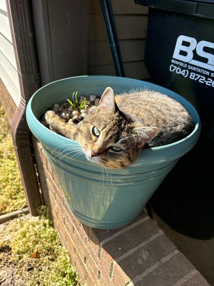 Amelia, Adoptable, Adult Female Domestic Short Hair.