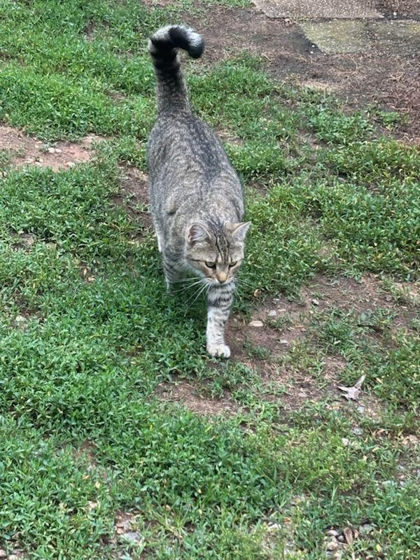 Amelia, Adoptable, Adult Female Domestic Short Hair.