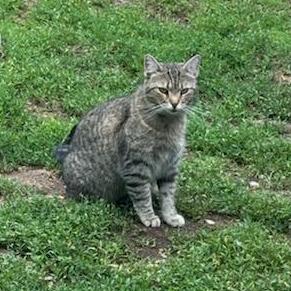 Enlarge Amelia, a Adoptable mixed breed in Mooresville, NC image 2/2