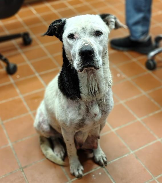 Enlarge HOPE, a Adoptable mixed breed in Augusta, GA image 1/1