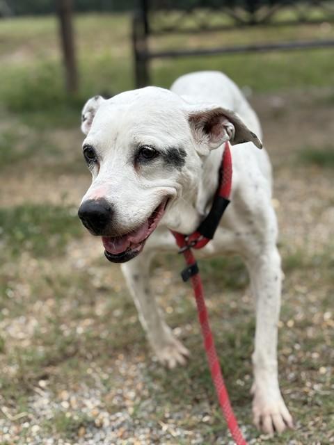 HOPE, Adoptable, Young Female Pit Bull Terrier & Mixed Breed.