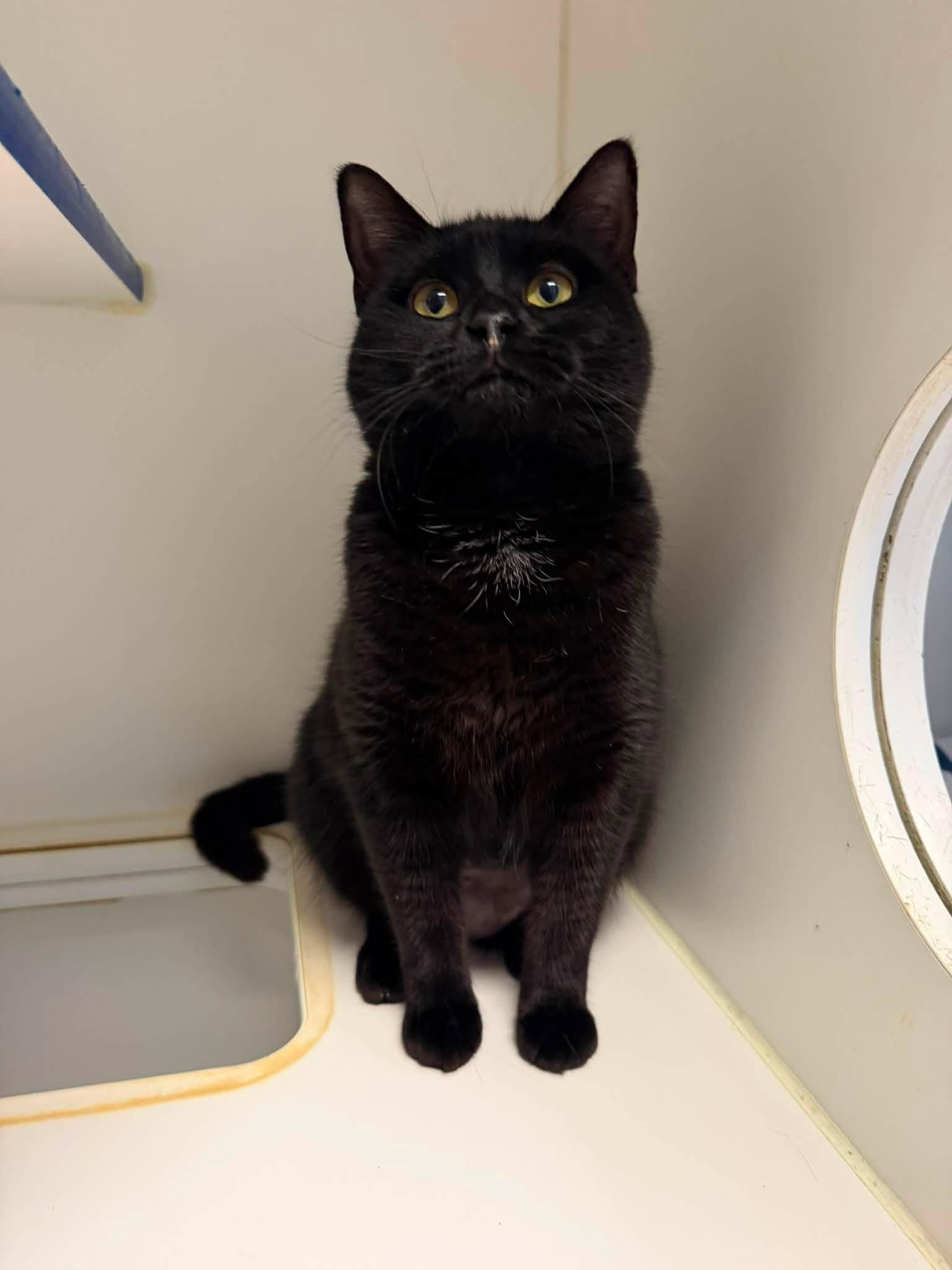 Lucy, an adopted Domestic Short Hair in Clinton, IL image 2/2