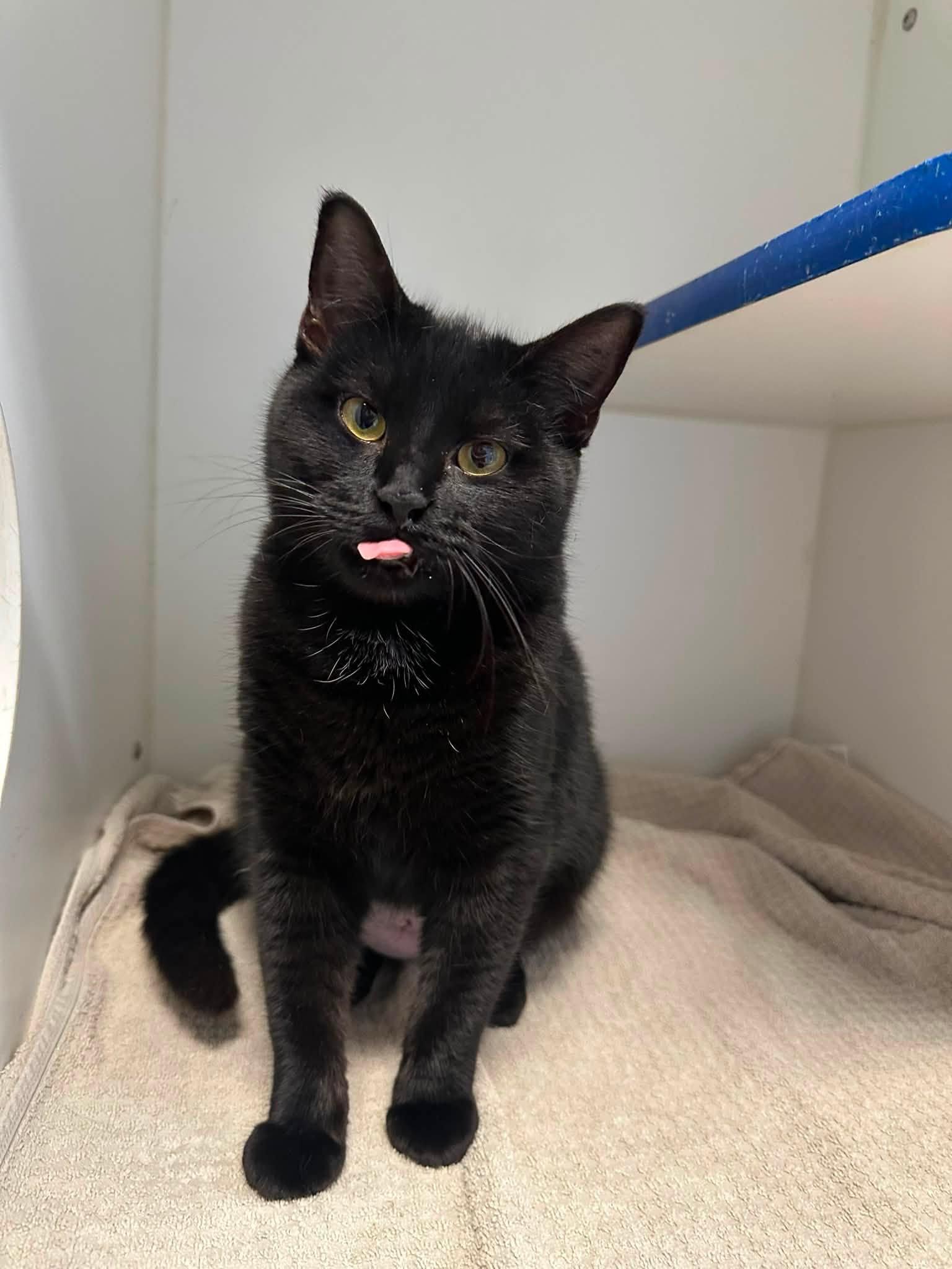Lucy, an adopted Domestic Short Hair in Clinton, IL image 1/2