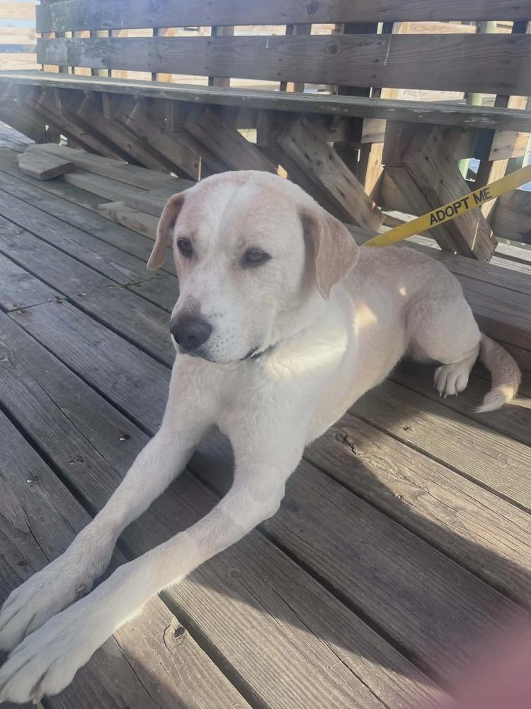 Casper, Adoptable, Young Male Labrador Retriever.