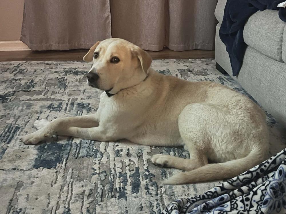 Enlarge Casper, a Adoptable mixed breed in Willingboro, NJ image 2/4