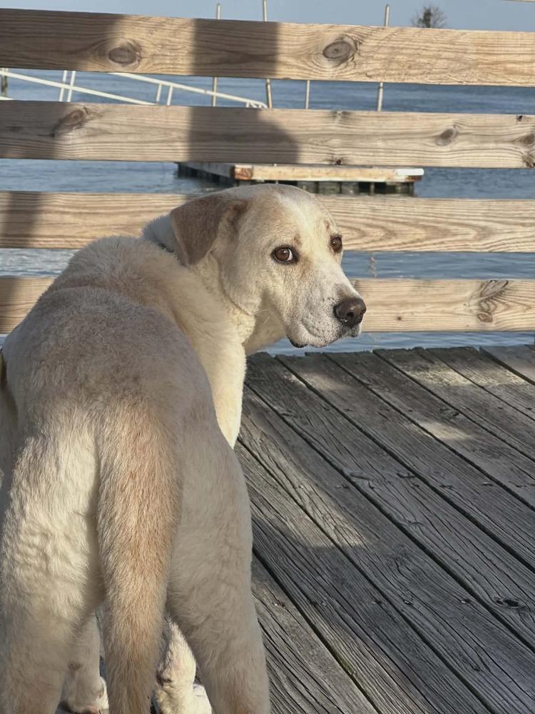 Enlarge Casper, a Adoptable mixed breed in Willingboro, NJ image 3/4