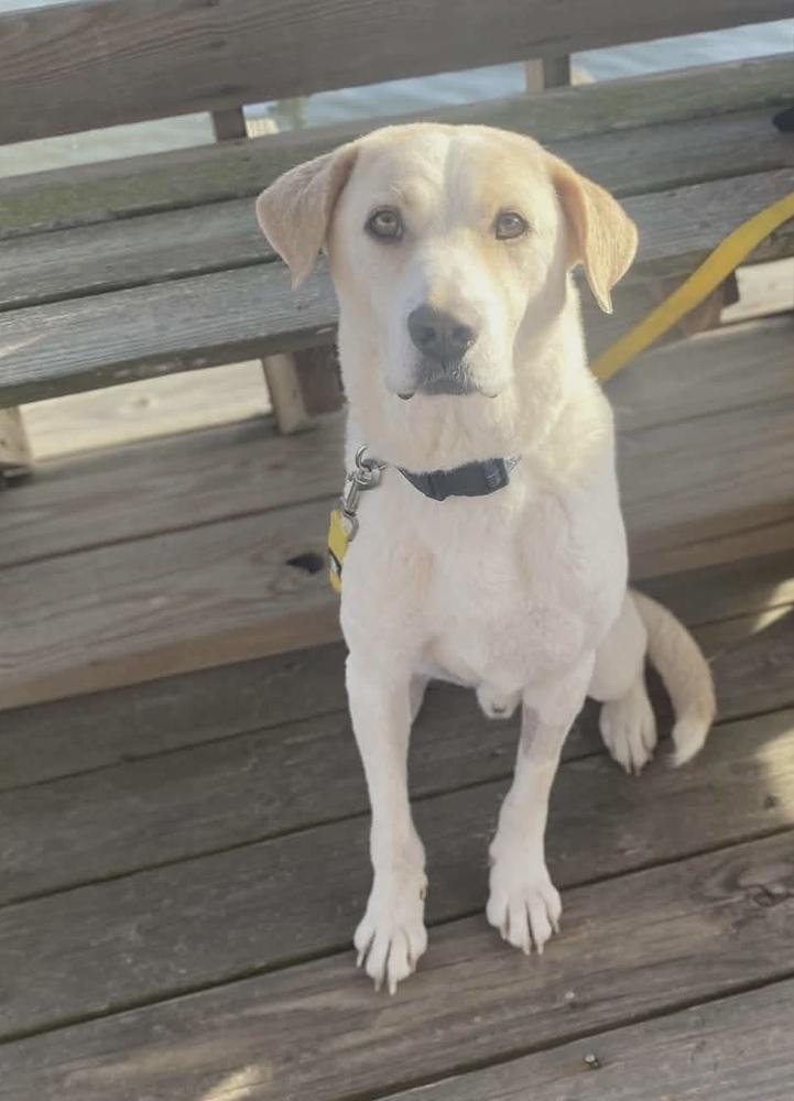 Enlarge Casper, a Adoptable mixed breed in Willingboro, NJ image 4/4