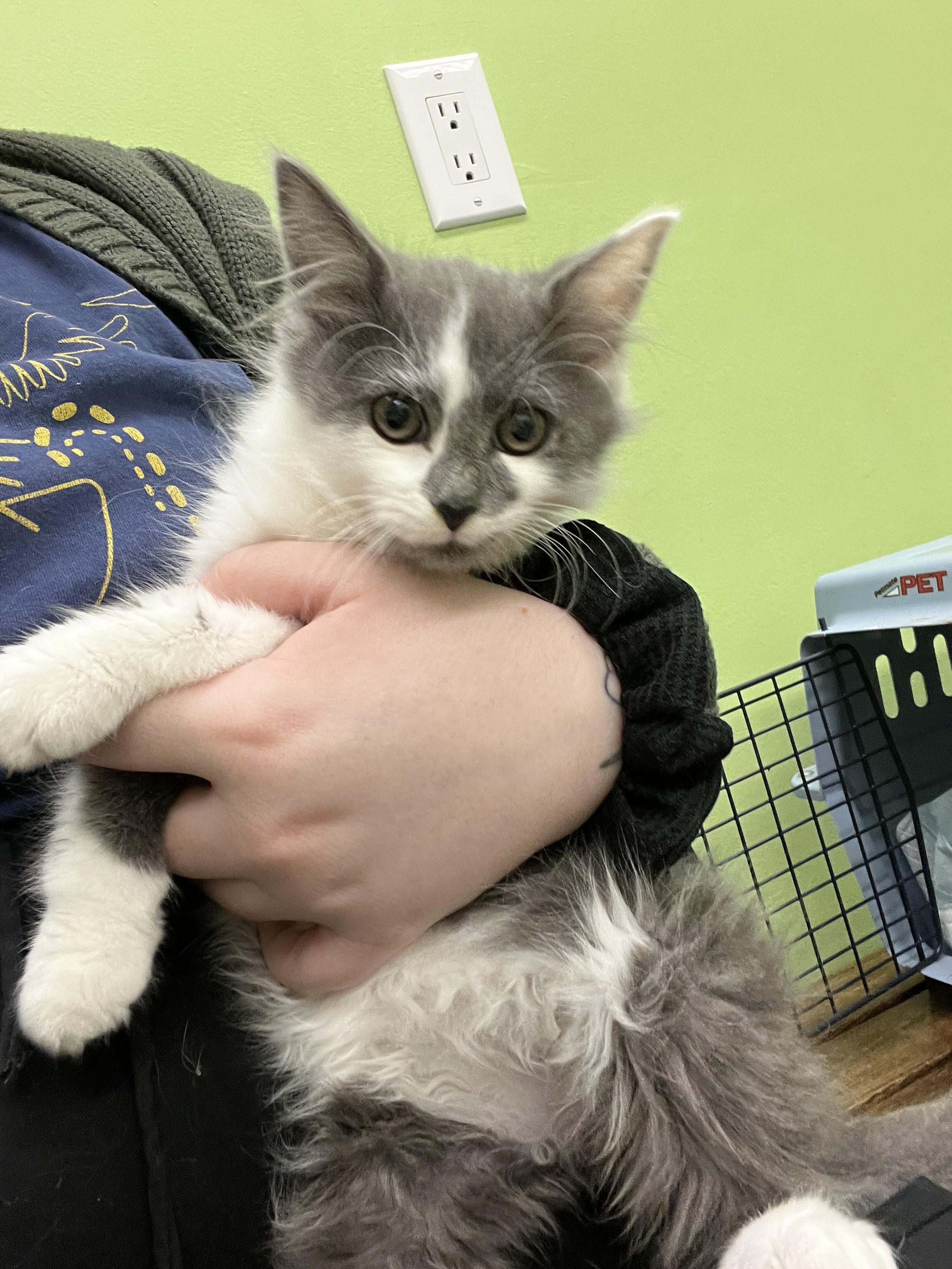 Frank, a Adoptable Domestic Medium Hair in Columbus, OH image 5/6