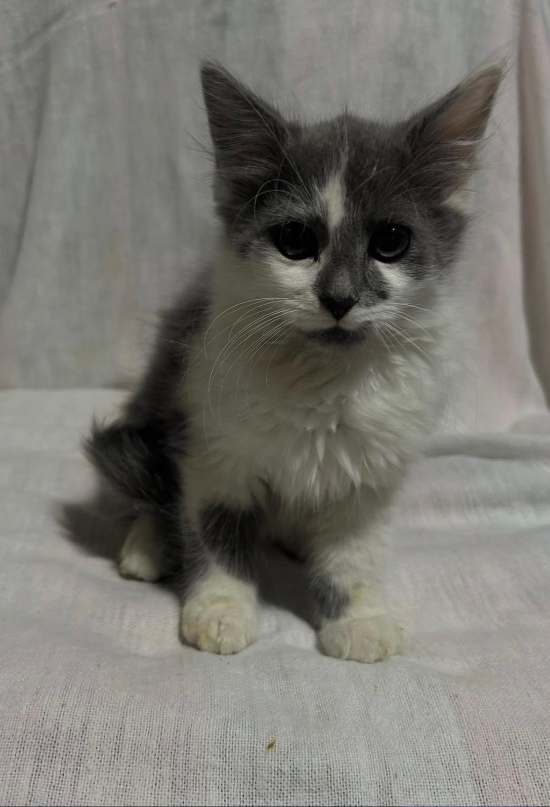 Frank, a Adoptable Domestic Medium Hair in Columbus, OH image 3/6