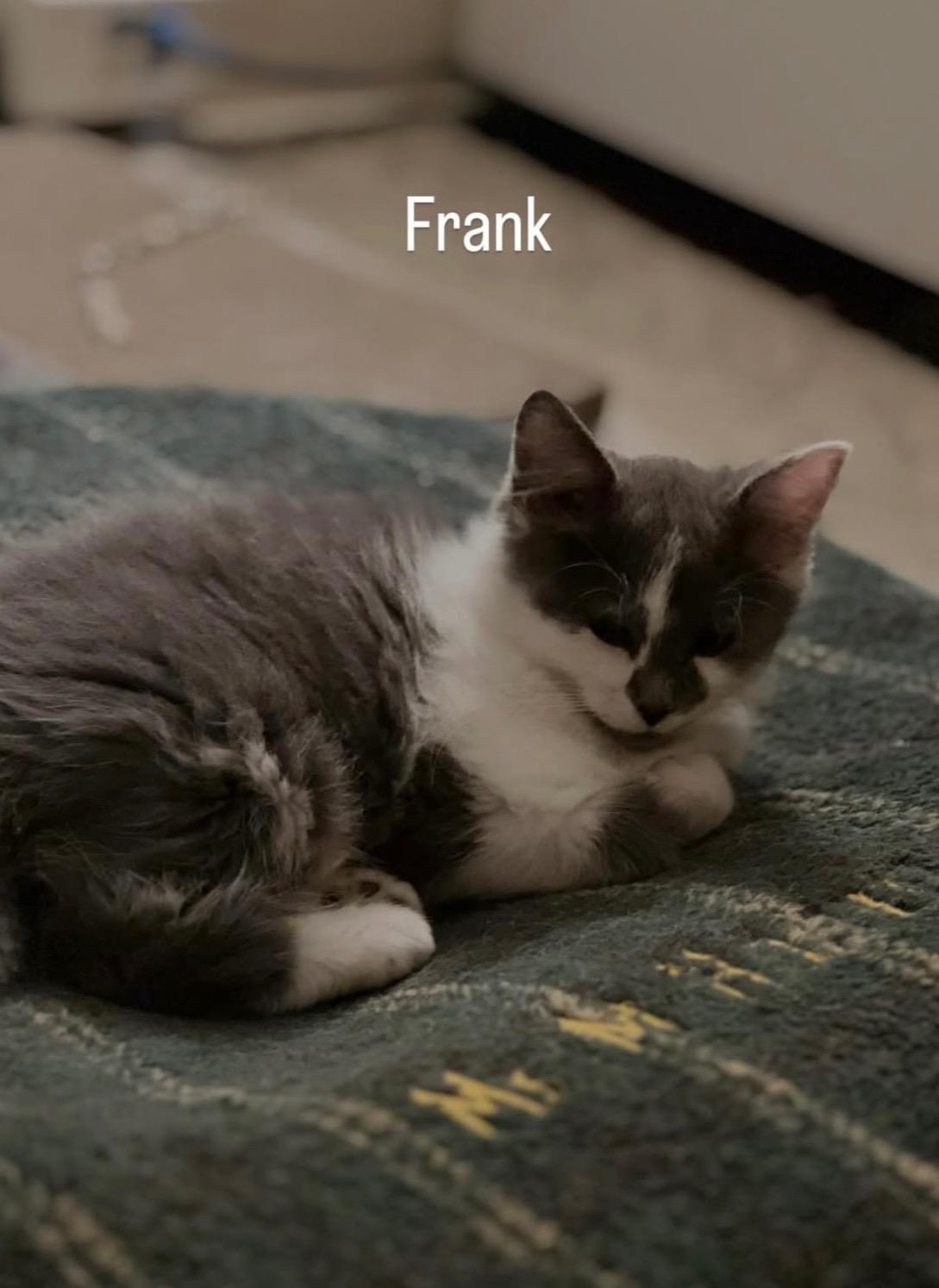 Frank, a Adoptable Domestic Medium Hair in Columbus, OH image 4/6