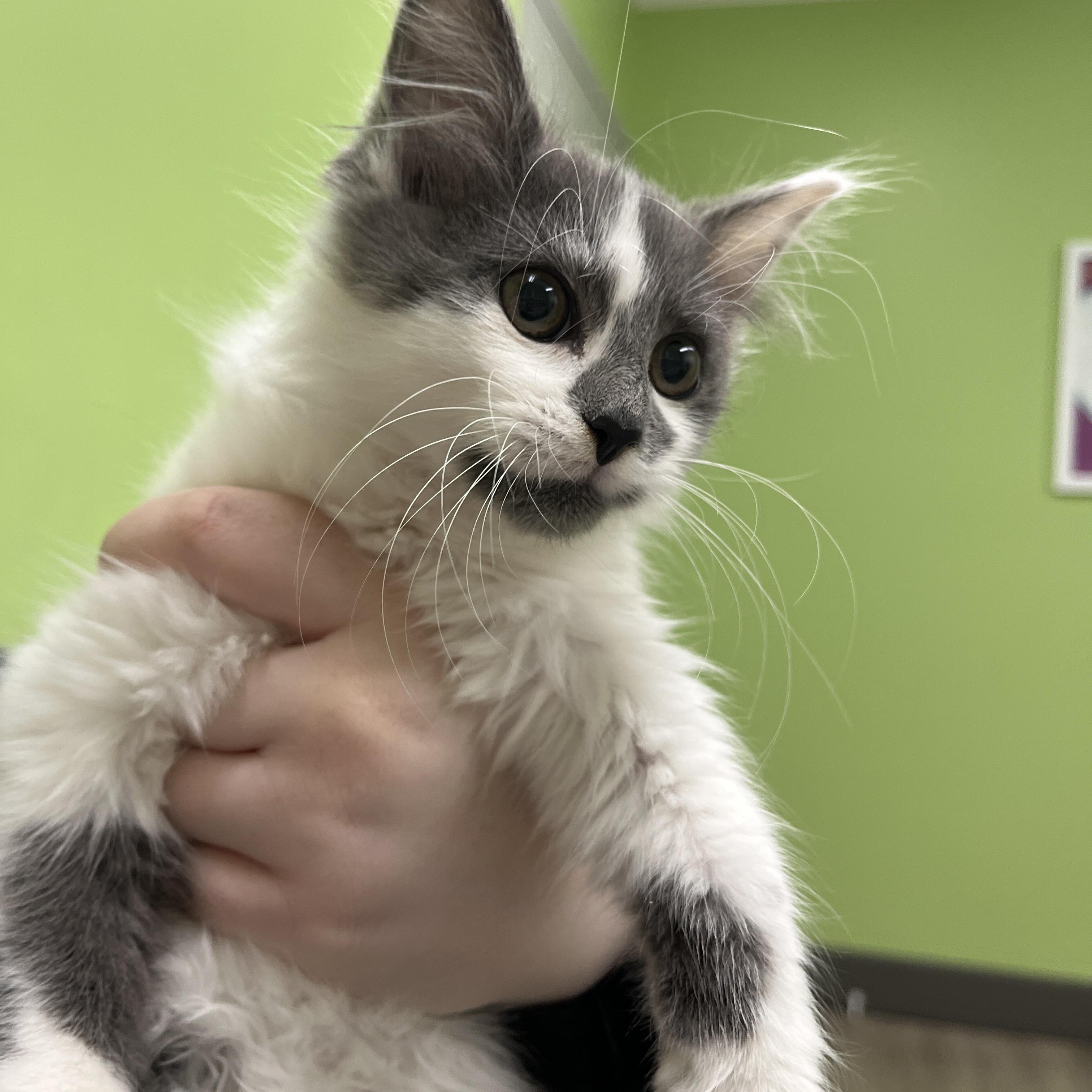 Frank, a Adoptable Domestic Medium Hair in Columbus, OH image 1/6