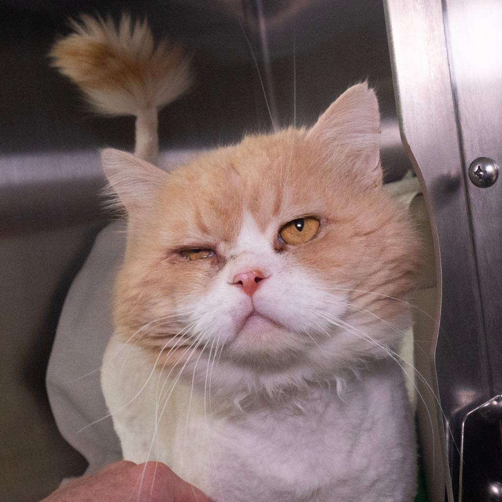 Enlarge Hank Ellis, a Adoptable mixed breed in Shoreline, WA image 1/6