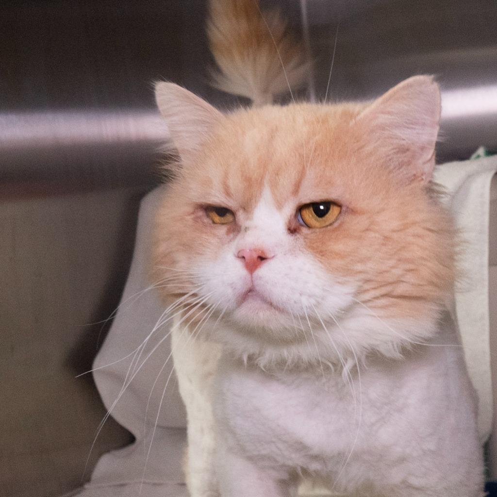 Enlarge Hank Ellis, a Adoptable mixed breed in Shoreline, WA image 2/6