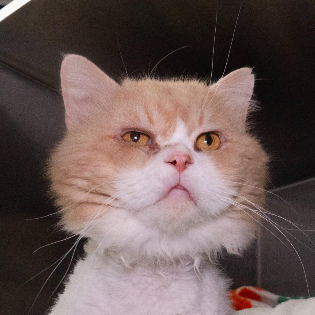 Enlarge Hank Ellis, a Adoptable mixed breed in Shoreline, WA image 3/6