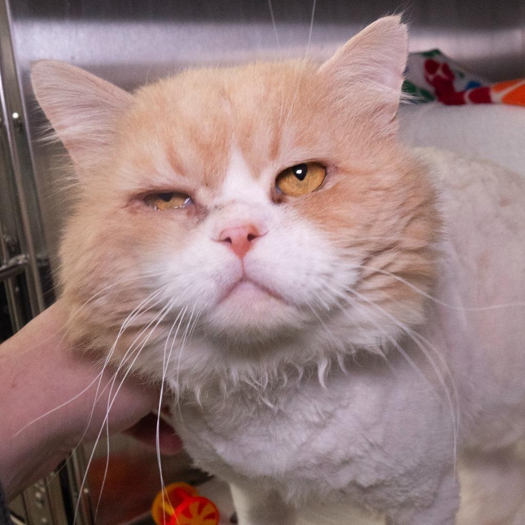 Enlarge Hank Ellis, a Adoptable mixed breed in Shoreline, WA image 5/6