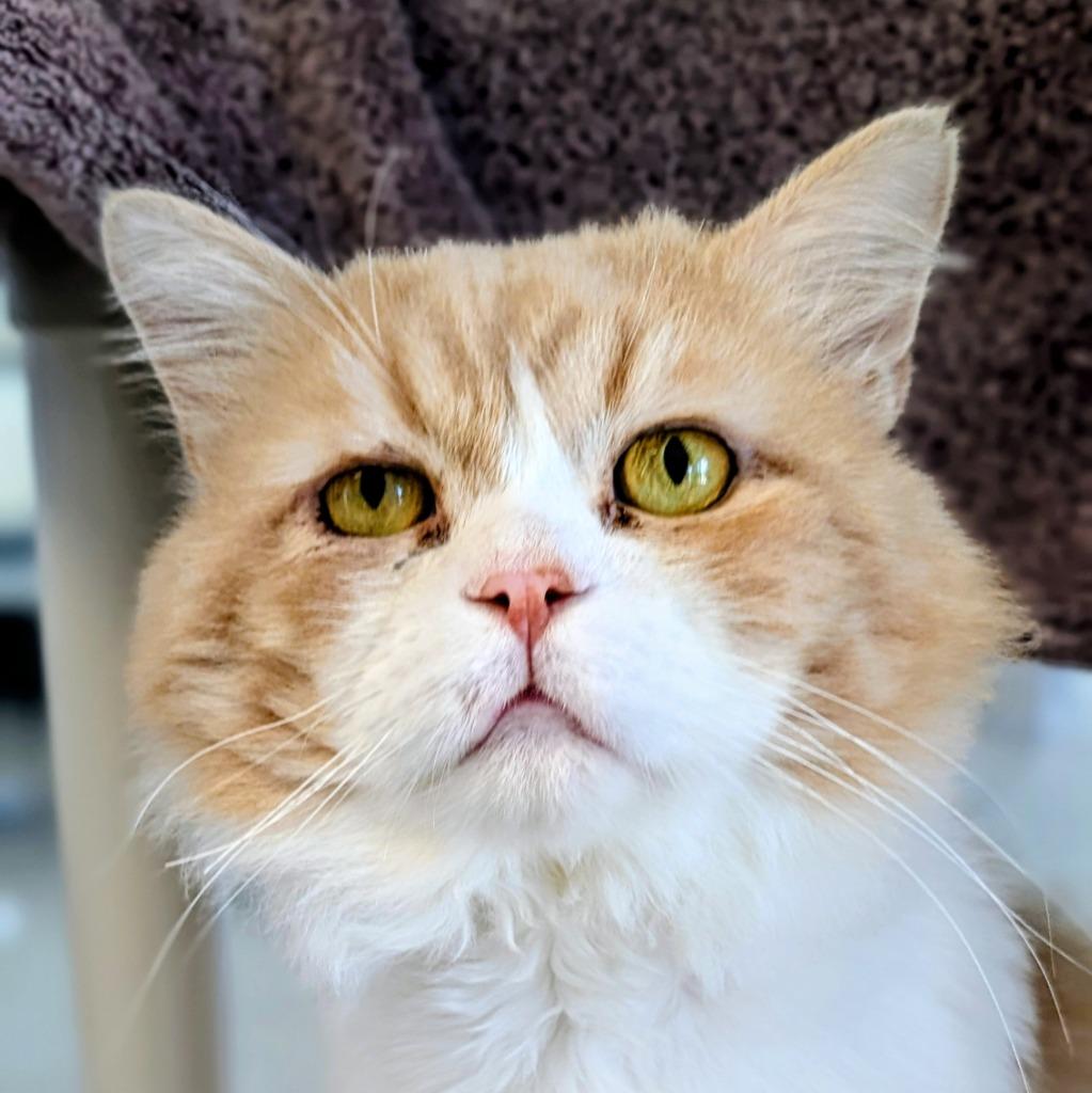 Enlarge Hank Ellis, a Adoptable mixed breed in Shoreline, WA image 6/6