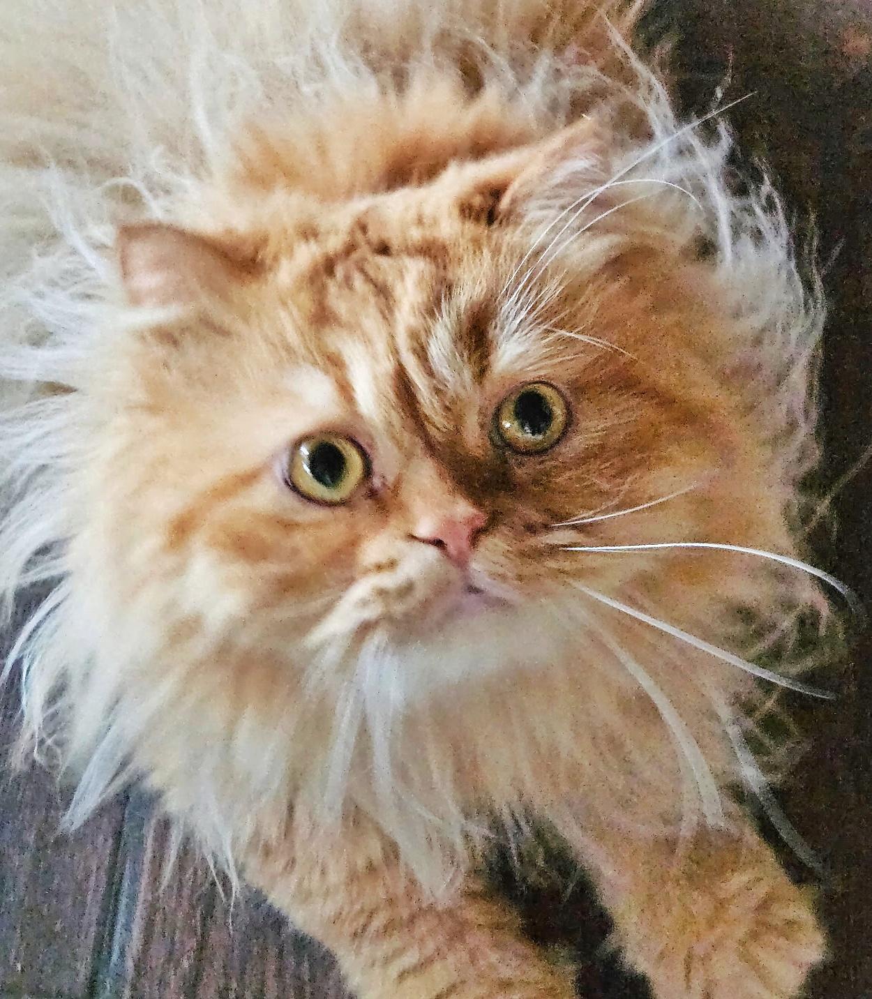 Gizmo