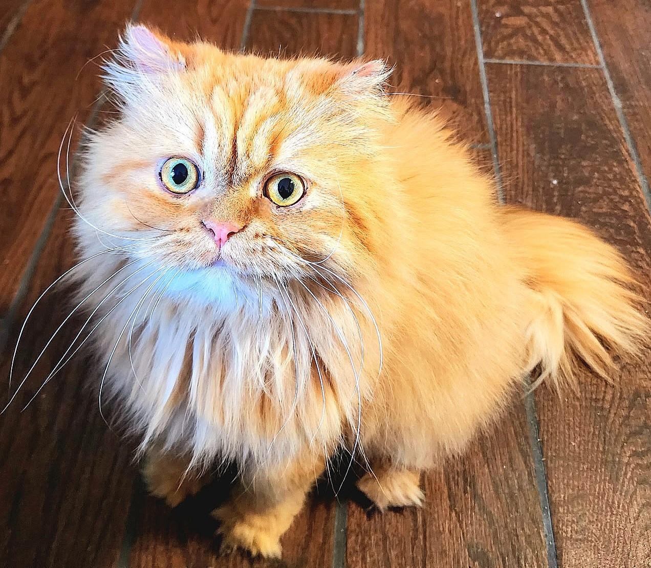 Gizmo