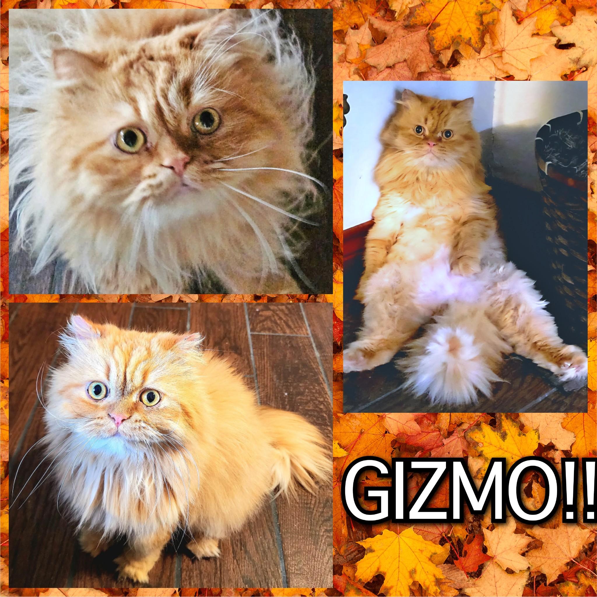 Gizmo