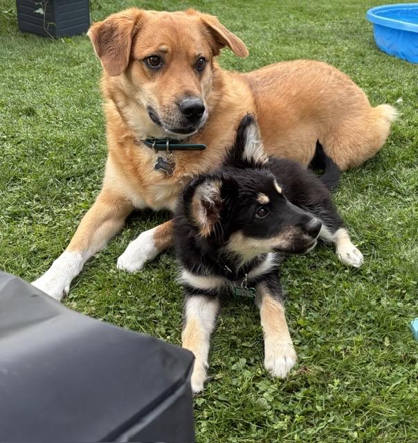 Willa, a ADOPTABLE mixed breed in Markham, ON image 5/6