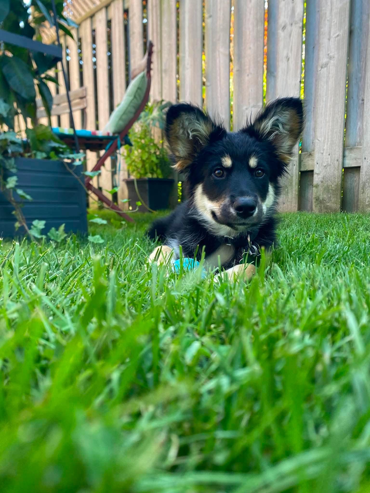 Willa, a ADOPTABLE mixed breed in Markham, ON image 4/6