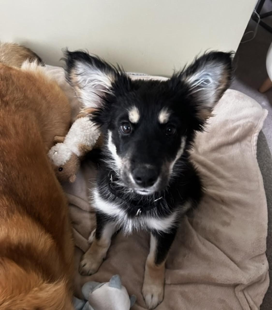 Willa, a ADOPTABLE mixed breed in Markham, ON image 6/6