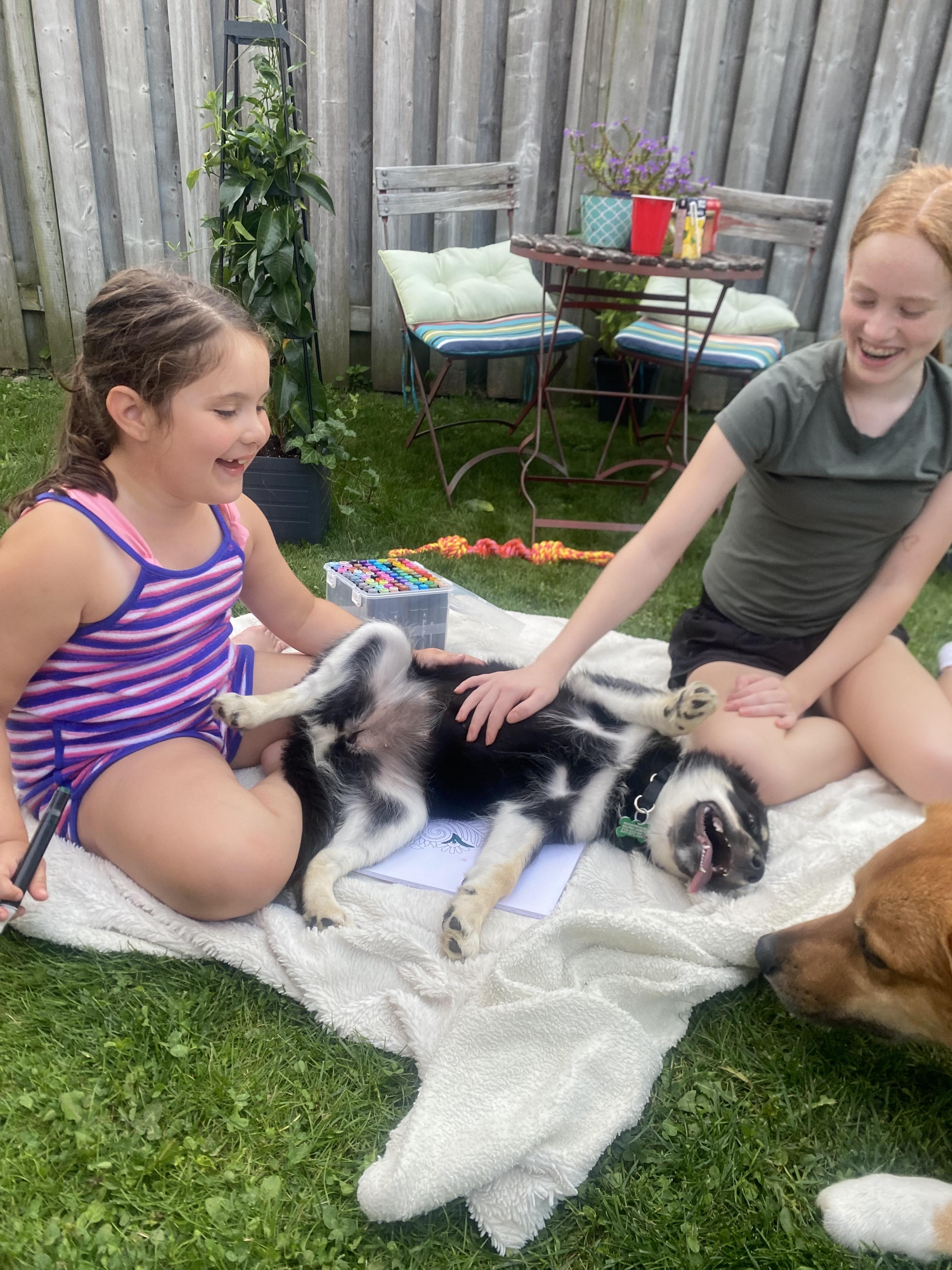 Willa, ADOPTABLE, Puppy Female Husky.
