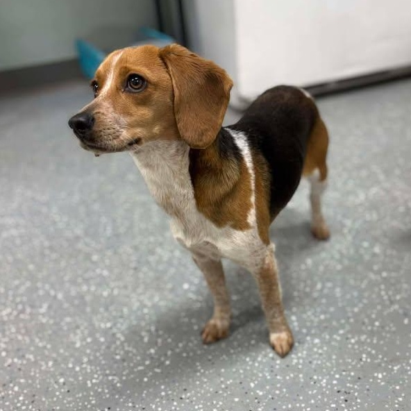 Enlarge Slinky, a ADOPTABLE Beagle in Bardstown, KY image 3/5