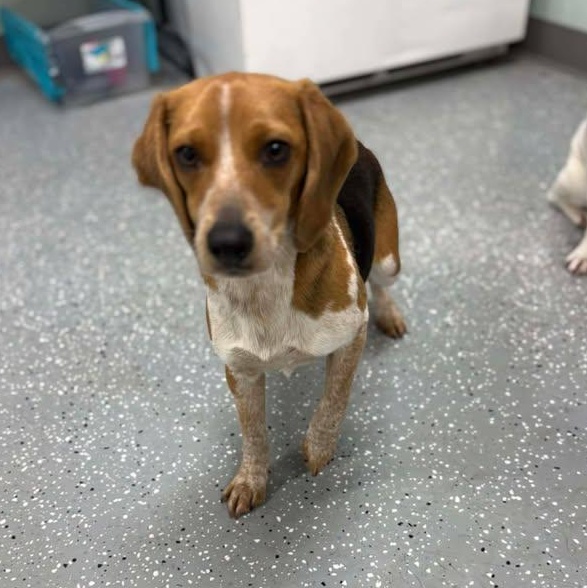 Enlarge Slinky, a ADOPTABLE Beagle in Bardstown, KY image 2/5