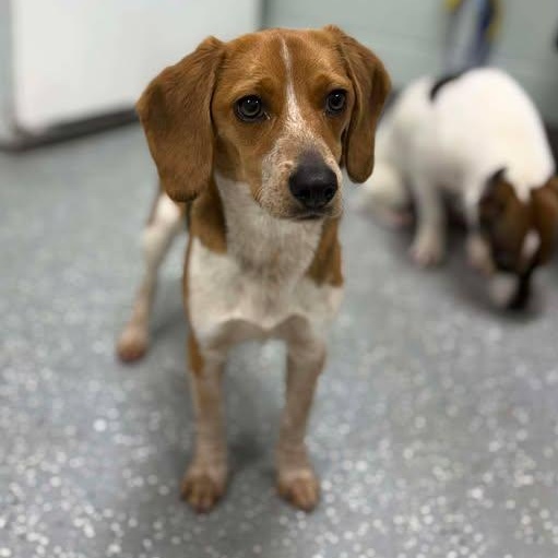 Slinky, ADOPTABLE, Puppy Female Beagle.
