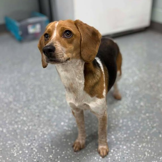 Enlarge Slinky, a ADOPTABLE Beagle in Bardstown, KY image 5/5